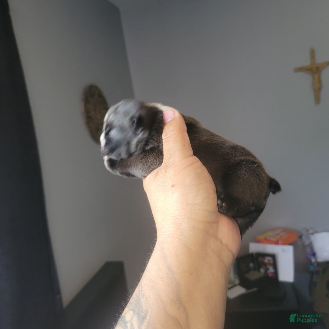 American Bully dogs for sale: Princess - Image 3