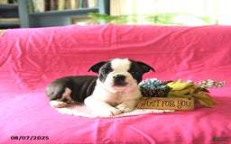 Boston Terrier dogs for sale: Leo - Image 4