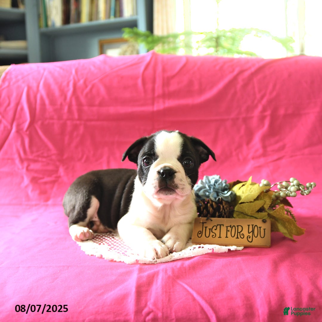 Boston Terrier dogs for sale: Leo - Image 4