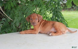 Rhodesian Ridgeback dogs for sale: Gwen - Image 3