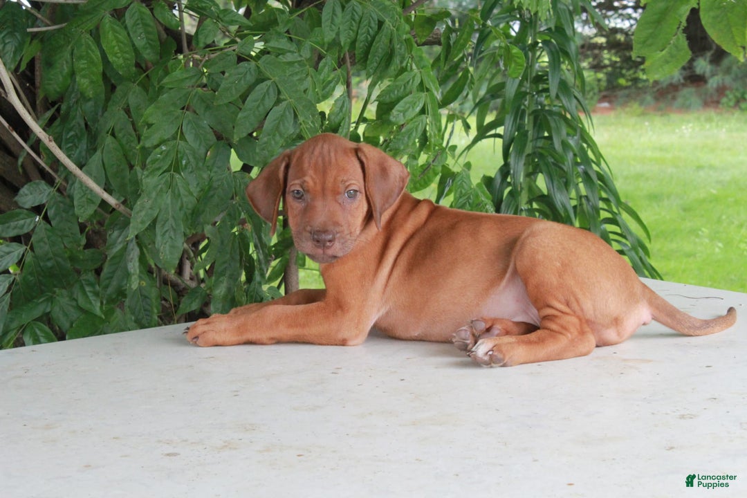 Rhodesian Ridgeback dogs for sale: Gwen - Image 3