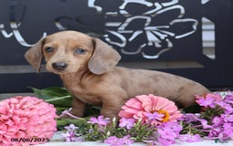 Miniature Dachshund dogs for sale: Lacey - Image 3