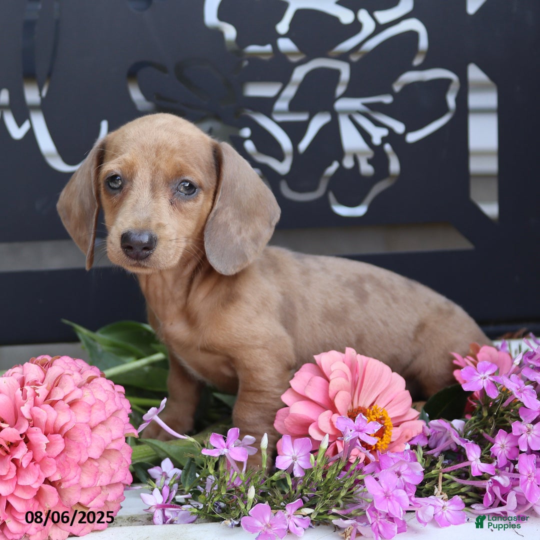 Miniature Dachshund dogs for sale: Lacey - Image 3
