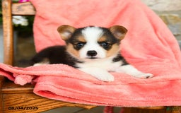 Welsh Corgi Pembroke dogs for sale: Valley Akc - Image 4