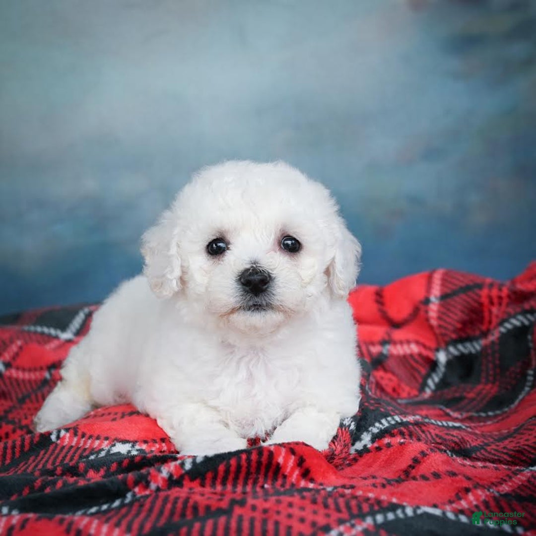 Bichon Frise dogs for sale: Sophia - Image 7