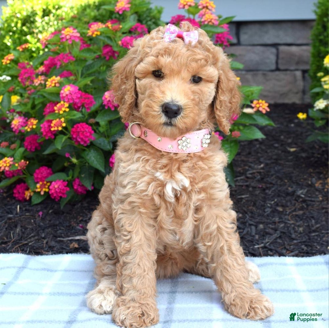 Standard Poodle dogs for sale: Dakota - Image 6