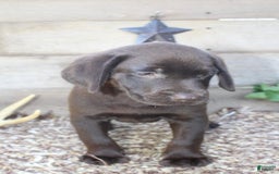 Labrador Retriever dogs for sale: Whinchester - Image 4