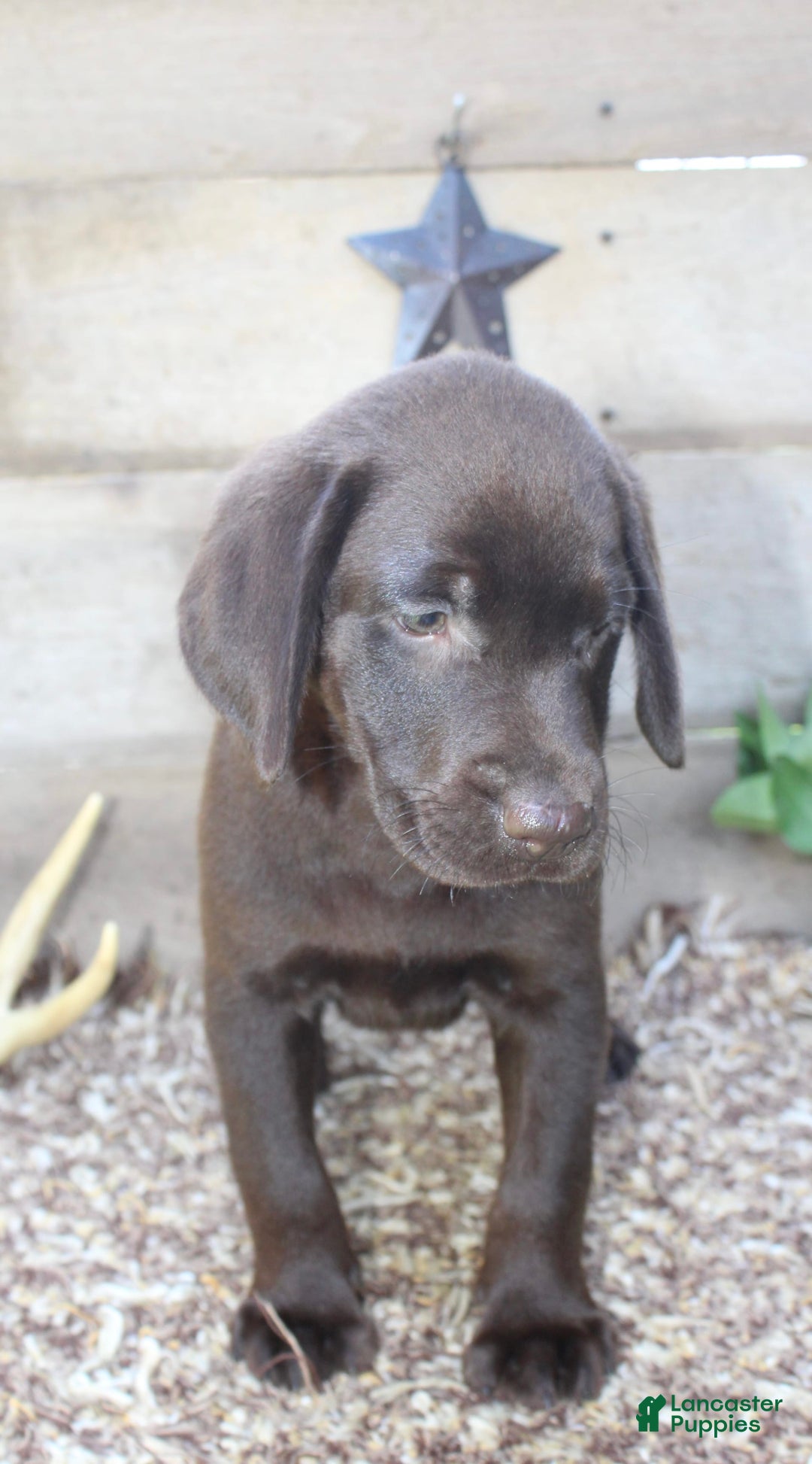 Labrador Retriever dogs for sale: Whinchester - Image 4