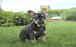 French Bulldog dogs for sale: Zena - Image 1