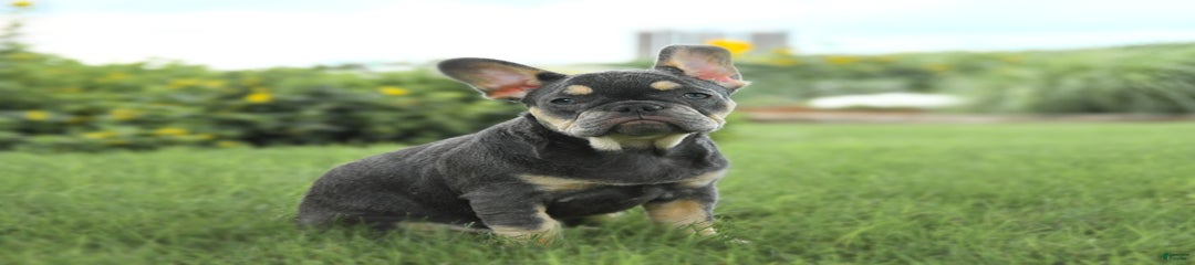 Zena
