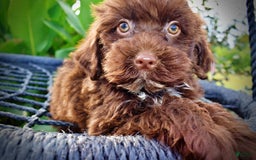 Havapoo dogs for sale: Havapoo 7 puppies - Image 3