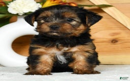 Yorkshire Terrier dogs for sale: Liam - Image 9