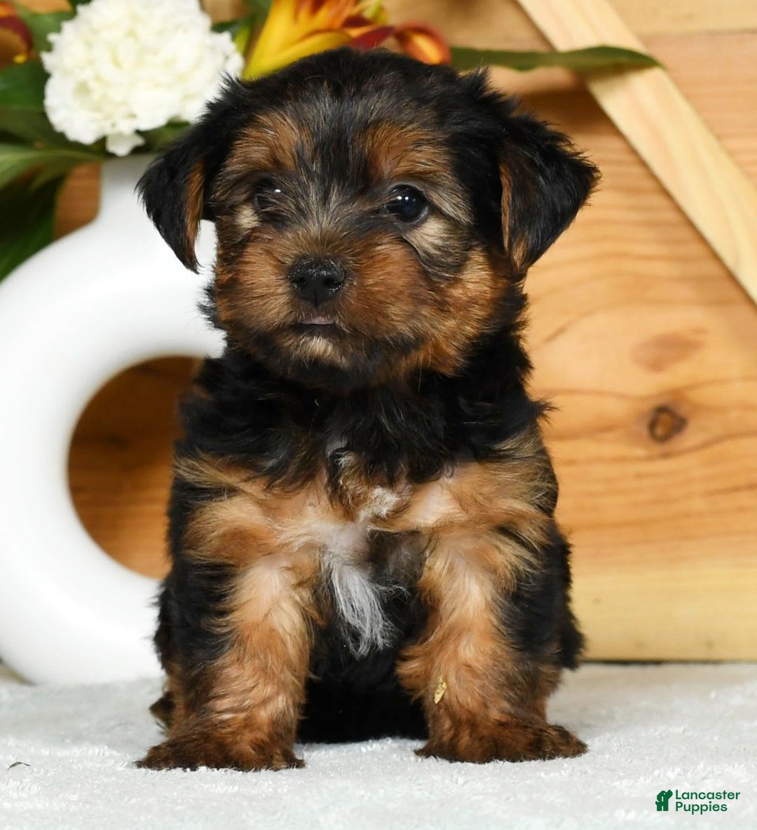 Yorkshire Terrier dogs for sale: Liam - Image 9