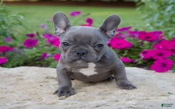 French Bulldog dogs for sale: Max - Image 6