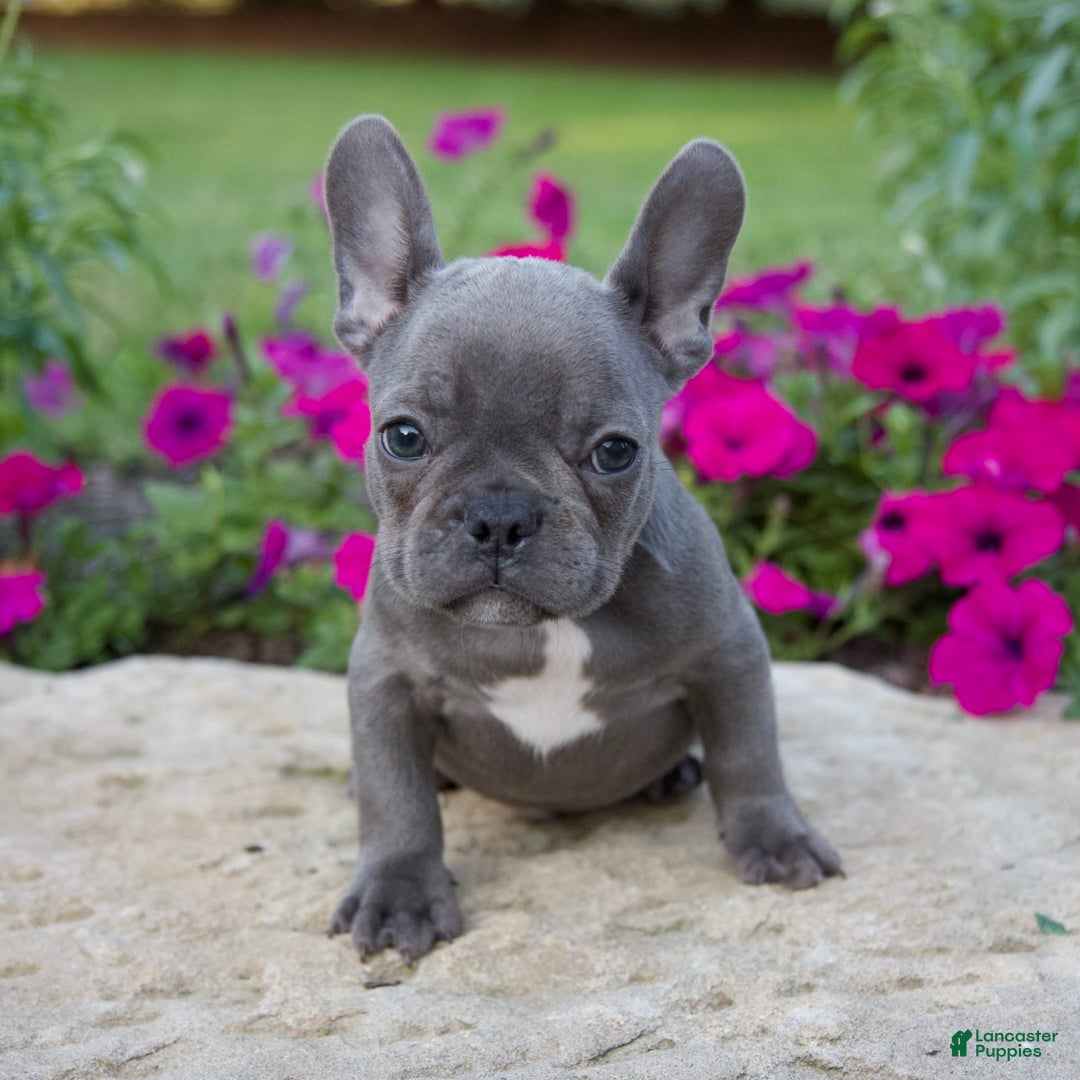 French Bulldog dogs for sale: Max - Image 6