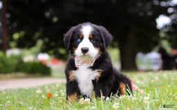 Bernese Mountain Dog dogs for sale: Blue Sky - Image 2