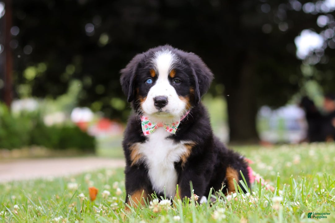 Bernese Mountain Dog dogs for sale: Blue Sky - Image 2