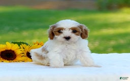 Cavapoo dogs for sale: Max - Image 2
