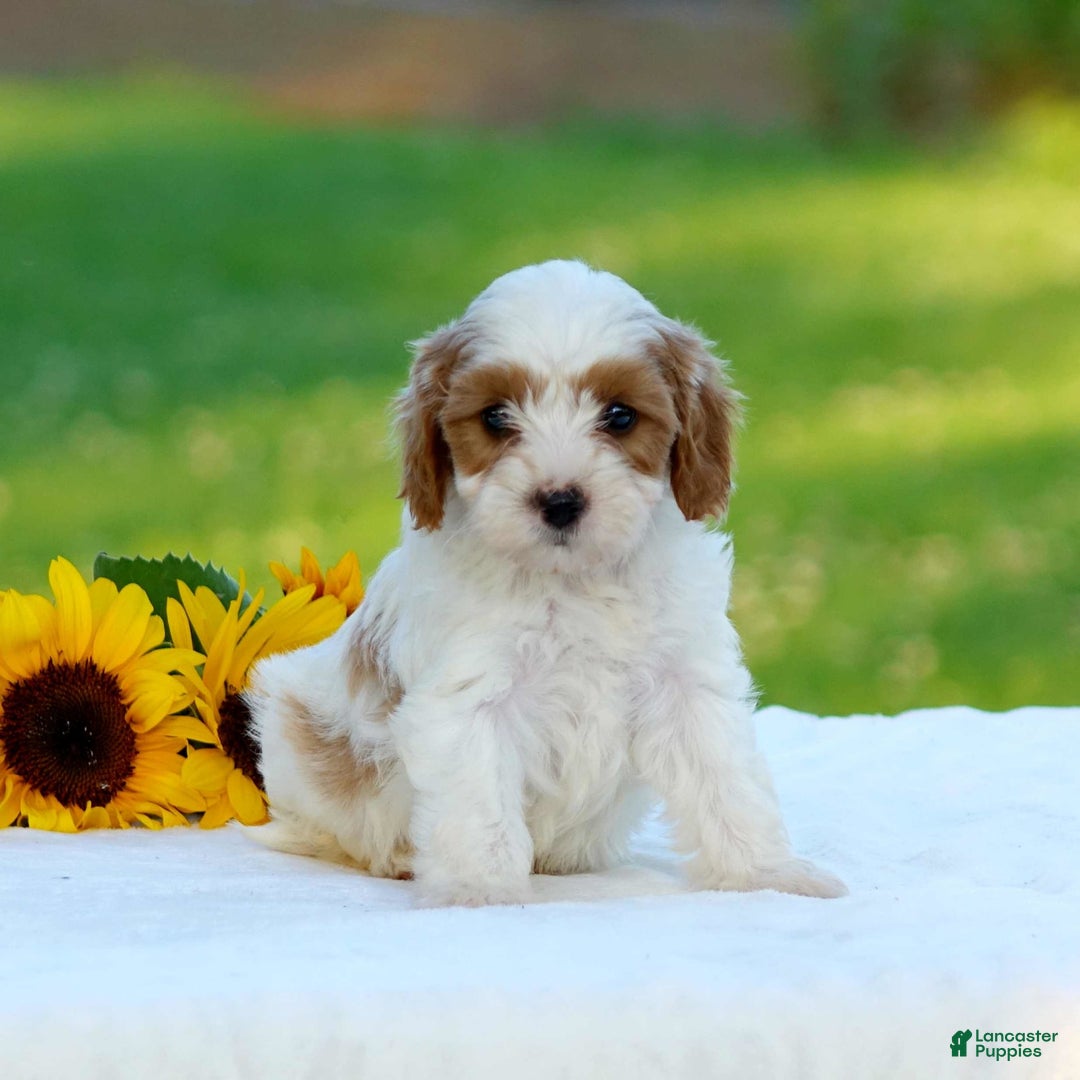 Cavapoo dogs for sale: Max - Image 2