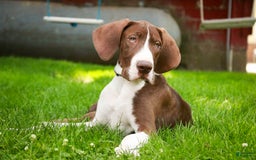 Great Dane dogs for sale: Jack - Image 6