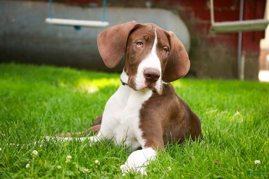 Great Dane dogs for sale: Jack - Image 6