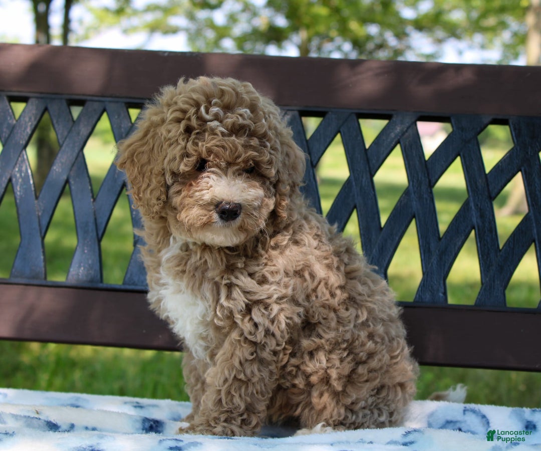 Miniature Poodle dogs for sale: Miniature Poodle 3 puppies - Image 13