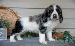 Cocker Spaniel dogs for sale: Jack - Image 2