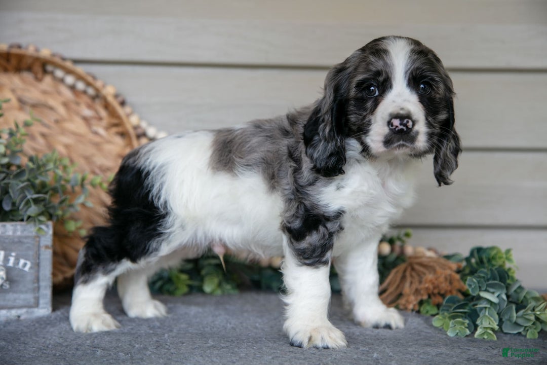 Cocker Spaniel dogs for sale: Jack - Image 2