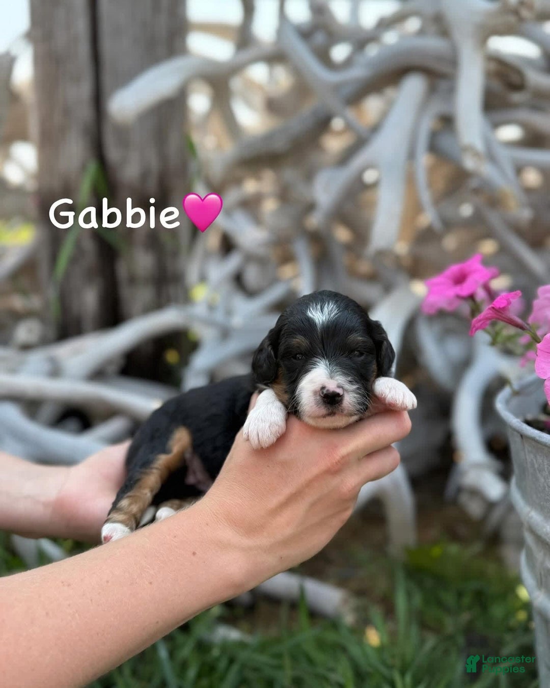 Aussiedoodle dogs for sale: Gabbie - Image 1