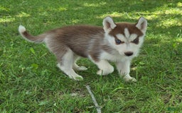Siberian Husky dogs for sale: Hazel - Image 5
