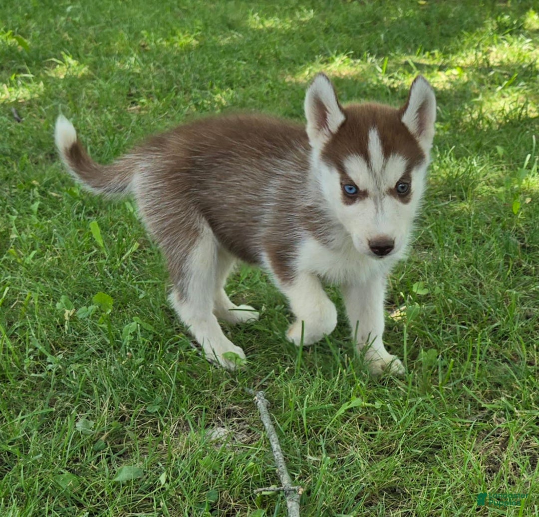 Siberian Husky dogs for sale: Hazel - Image 5