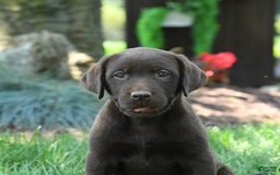 Labrador Retriever dogs for sale: Whimsy - Image 1