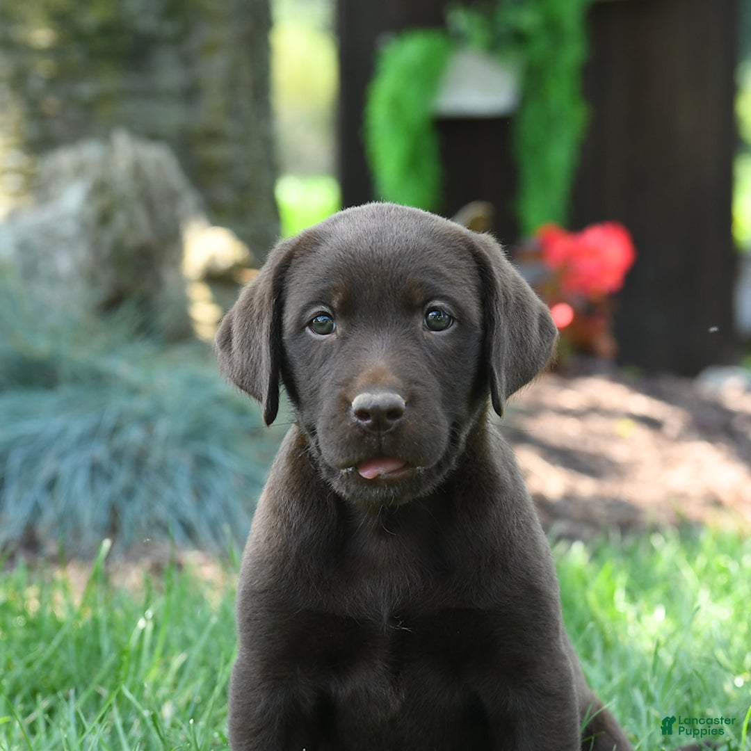Labrador Retriever dogs for sale: Whimsy - Image 1