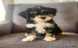 Mini Bernedoodle dogs for sale: Wilson - Image 3