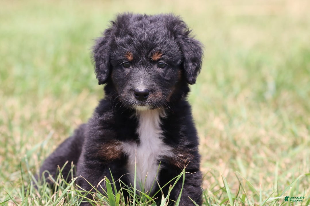 Bernese Mountain Dog dogs for sale: Black Bear - Image 1