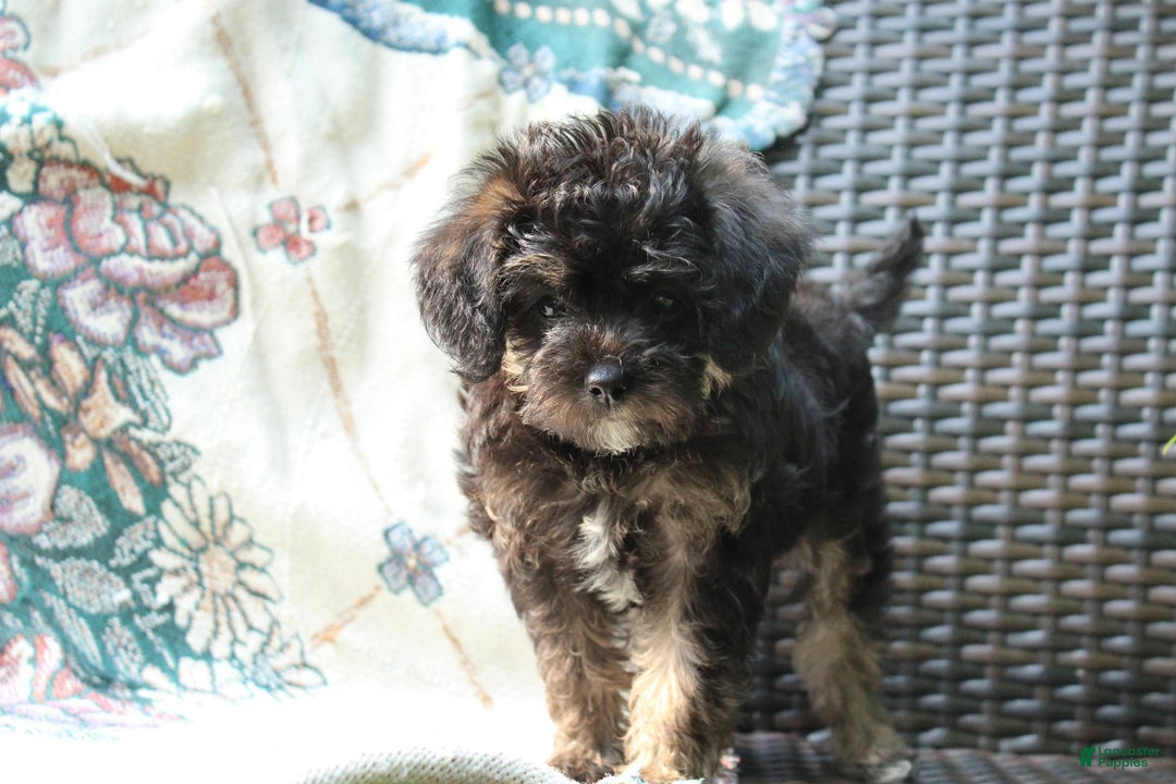 Miniature Poodle dogs for sale: Cocoa - Image 3