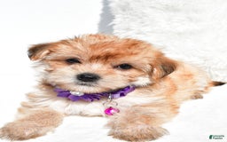 Morkie dogs for sale: Jane Teacup - Image 7