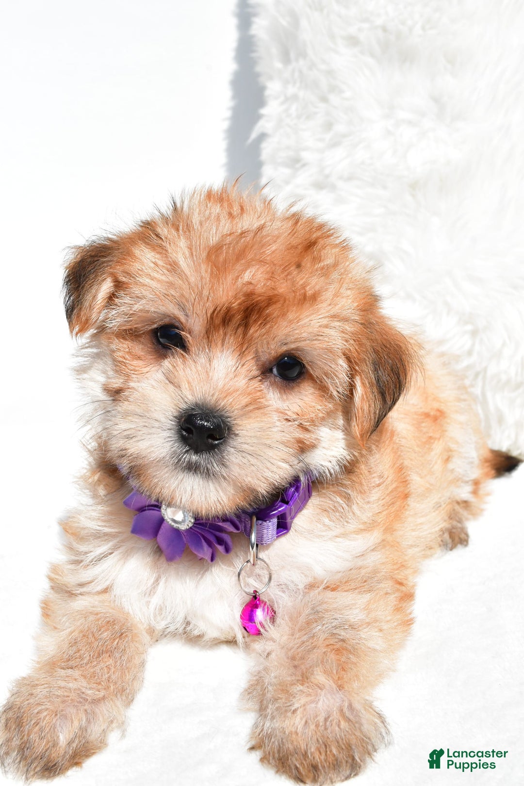 Morkie dogs for sale: Jane Teacup - Image 7