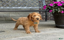 Goldendoodle dogs for sale: Ember - Image 11