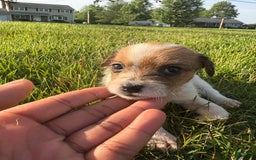 Jack Russell Terrier dogs for sale: Rocko - Image 1