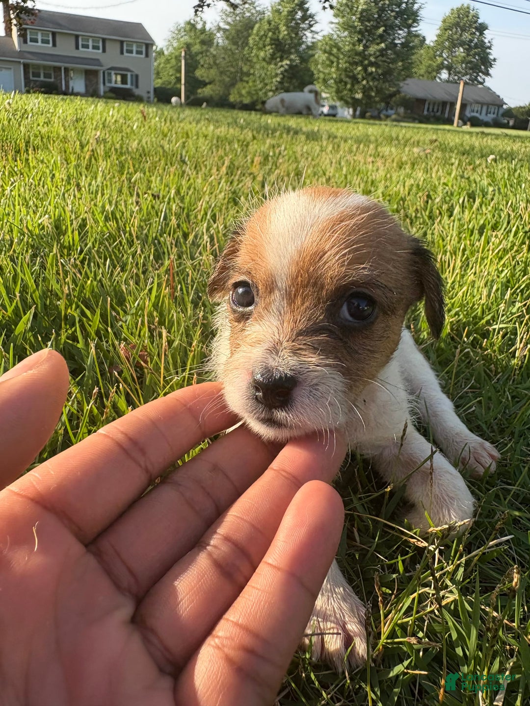 Jack Russell Terrier dogs for sale: Rocko - Image 1