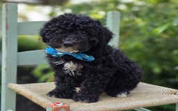  dogs for sale: Eagan - Image 4