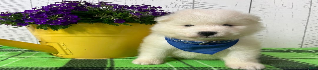 Jax