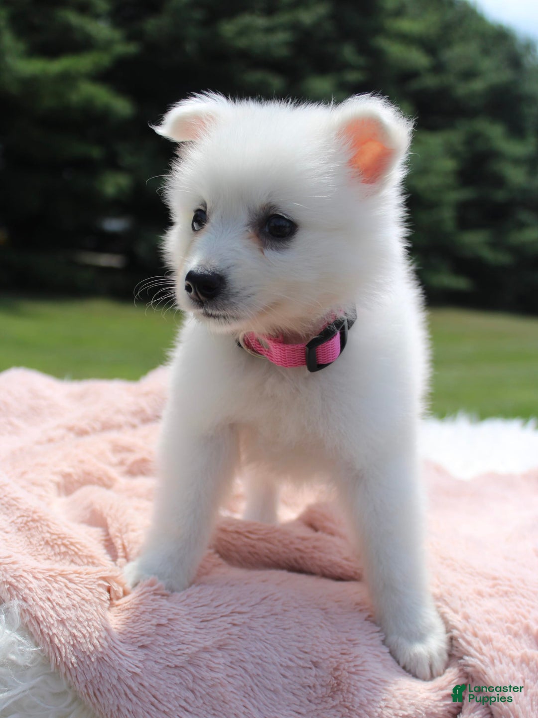 American Eskimo dogs for sale: Pompom - Image 5