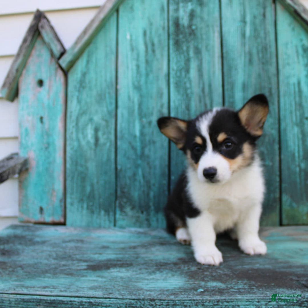 Welsh Corgi Pembroke dogs for sale: Lucky - Image 1
