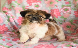 Shih Tzu dogs for sale: Scott - Image 1