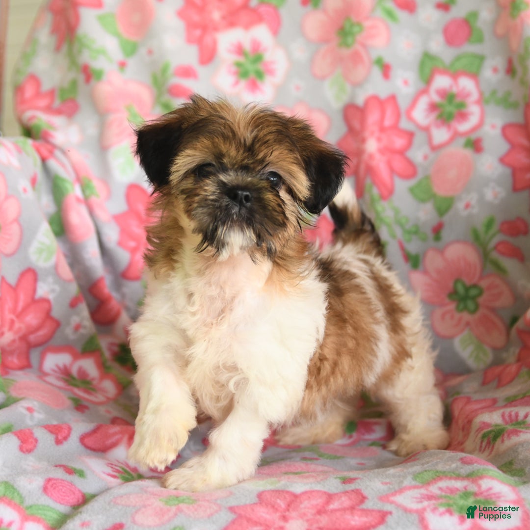 Shih Tzu dogs for sale: Scott - Image 1