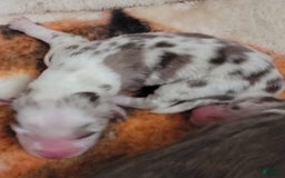 Australian Shepherd dogs for sale: Red Merle Female - Image 2