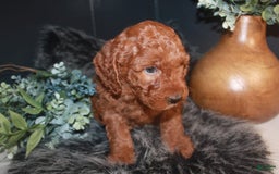 Mini Goldendoodle dogs for sale: Teddy - Image 4