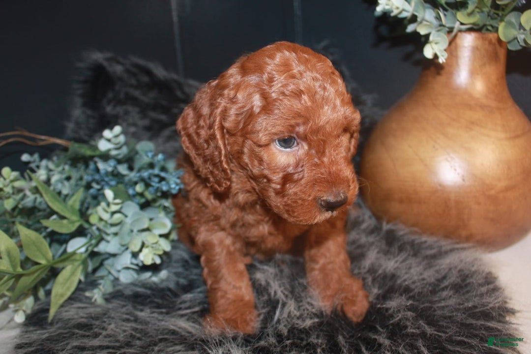 Mini Goldendoodle dogs for sale: Teddy - Image 4